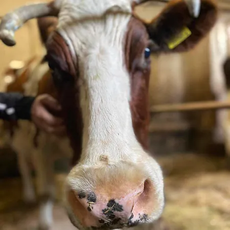 Makiem Zasial Dworki 10 דירה *