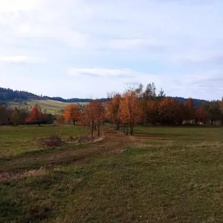 Makiem Zasial Dworki 10 Sosnina