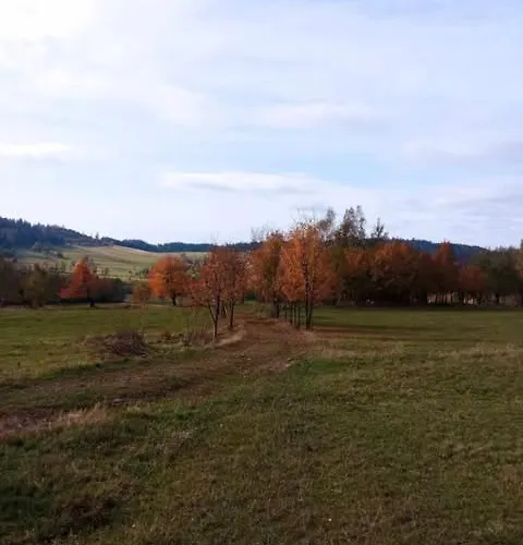 Makiem Zasial Dworki 10 Sosnina