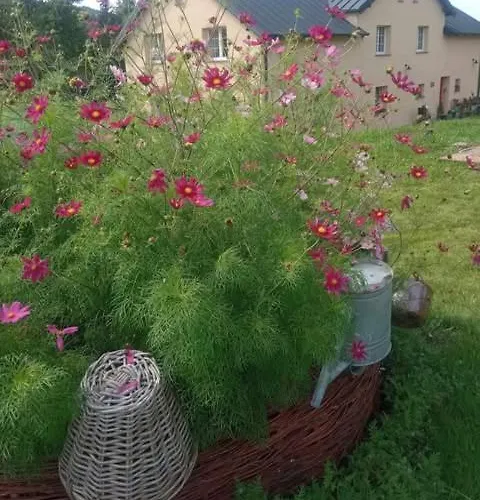 Makiem Zasial Dworki 10 * Sosnina