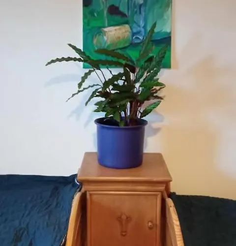 Makiem Zasial Dworki 10 아파트 *